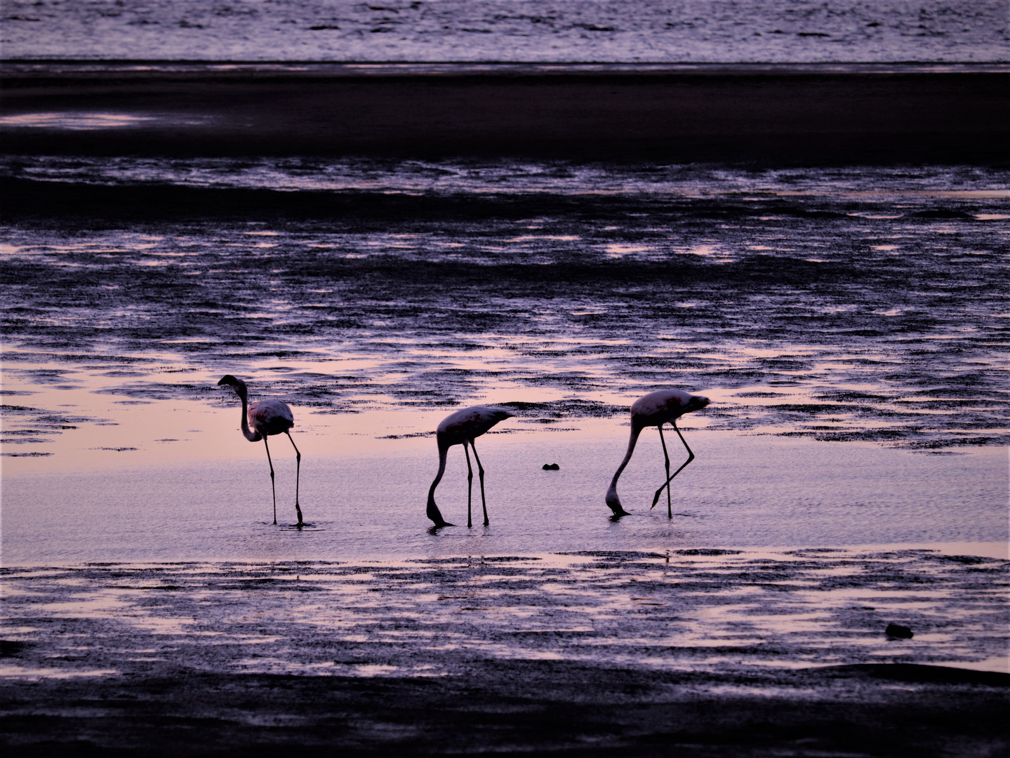 Flamingos im letzten Licht