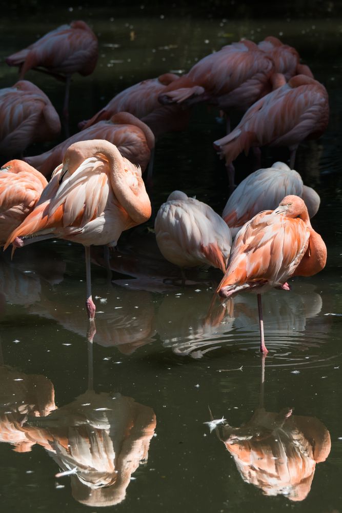Flamingos im Licht