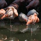 Flamingos im Licht