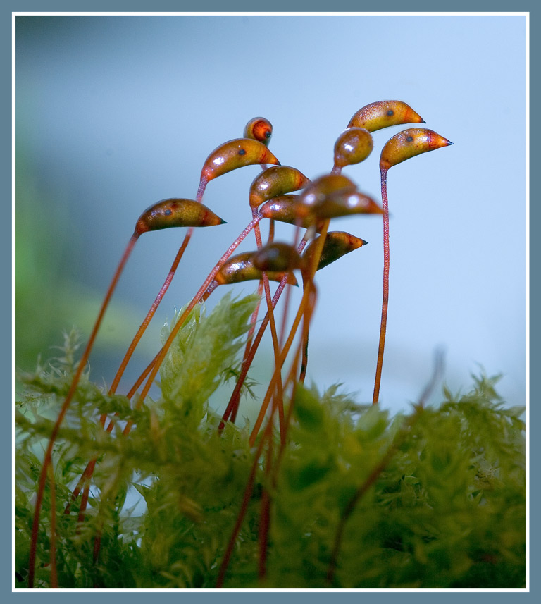 Flamingos im Lilliput-Land