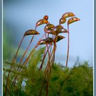 Flamingos im Lilliput-Land