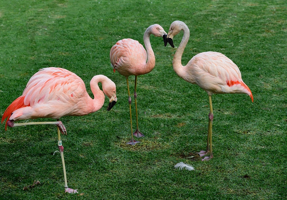 Flamingos im Loro Parque