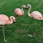 Flamingos im Loro Parque