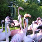 Flamingo's im Luisenpark