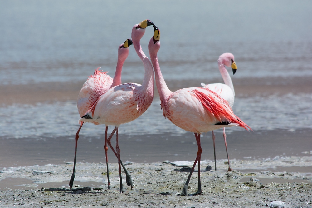 Flamingos im Matsch