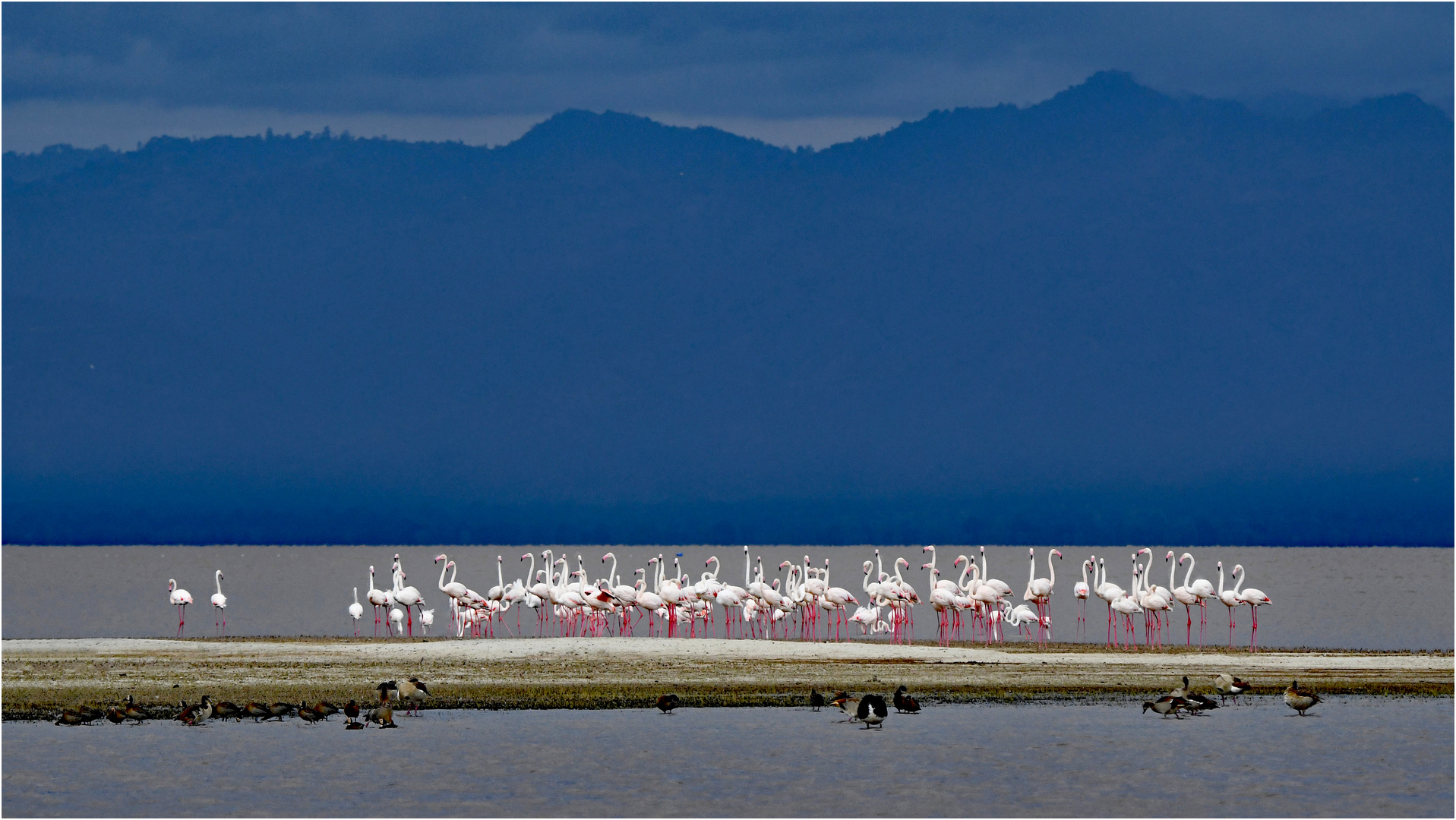 Flamingo´s im Morgengrauen - Lake Manyara 