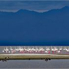 Flamingo´s im Morgengrauen - Lake Manyara 