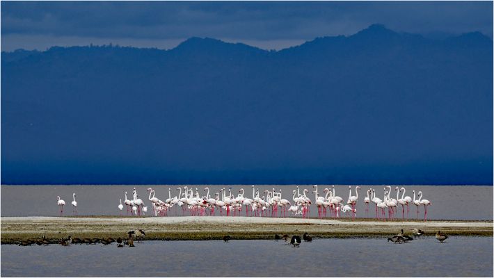 Flamingo´s im Morgengrauen - Lake Manyara
