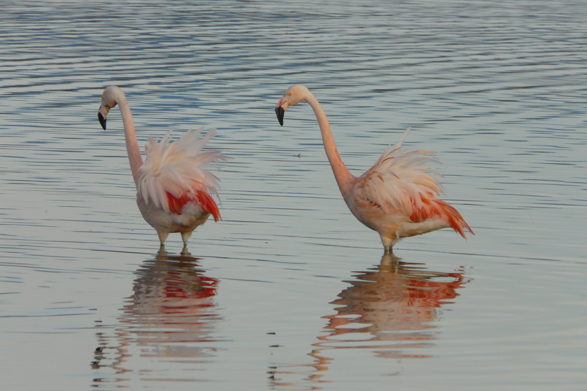 Flamingos im Morgenlicht
