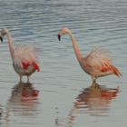 Flamingos im Morgenlicht