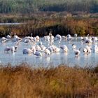 Flamingos im Morgenlicht