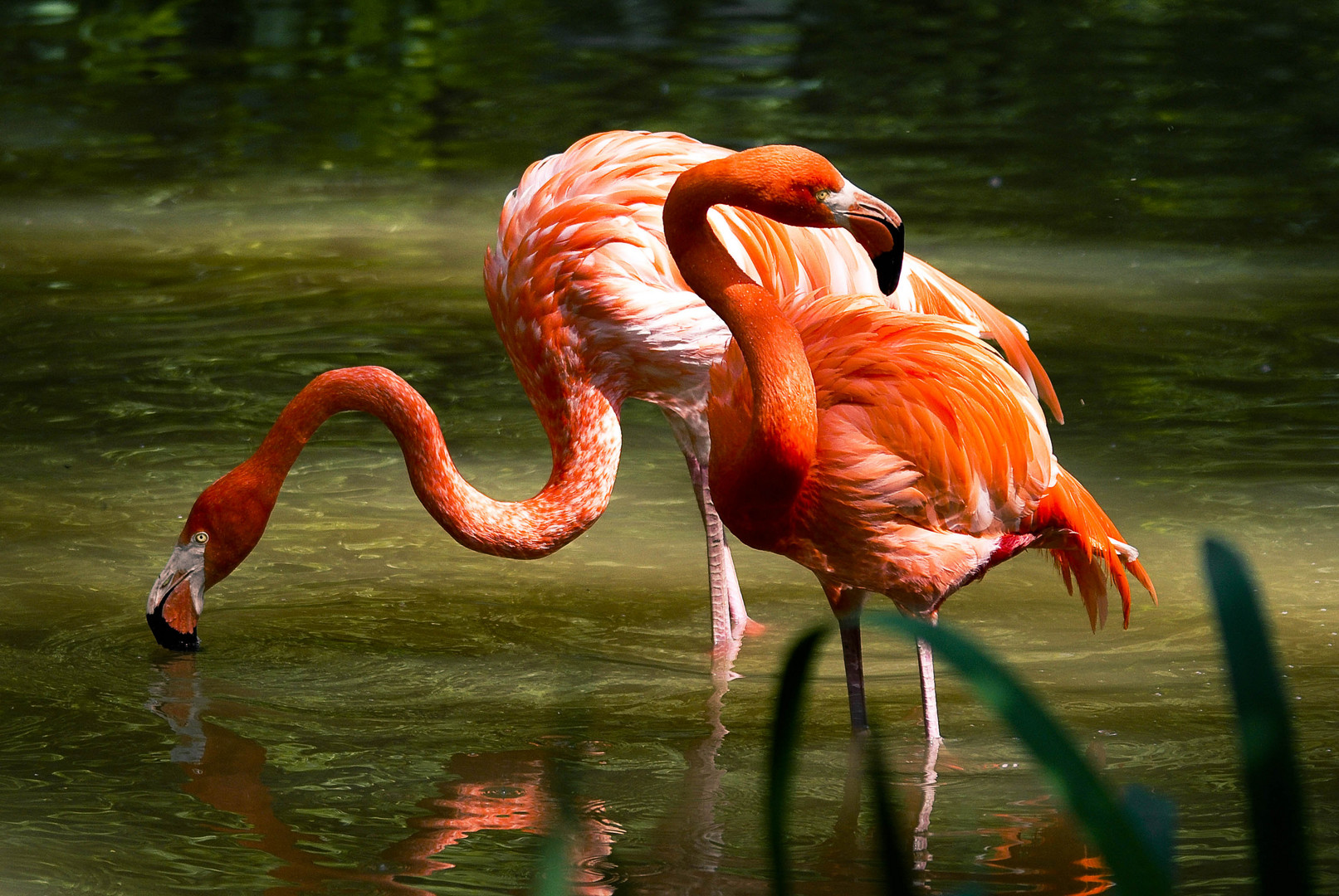 Flamingos im Morgenlicht