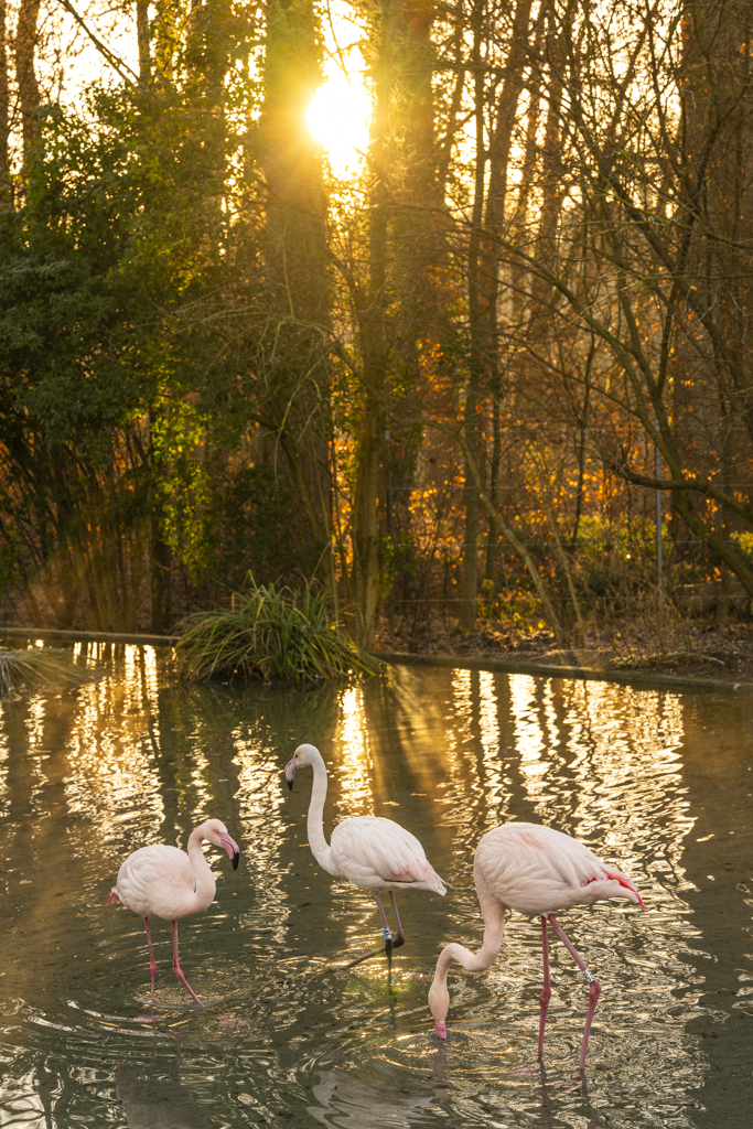 Flamingos im Morgenlicht