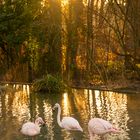 Flamingos im Morgenlicht