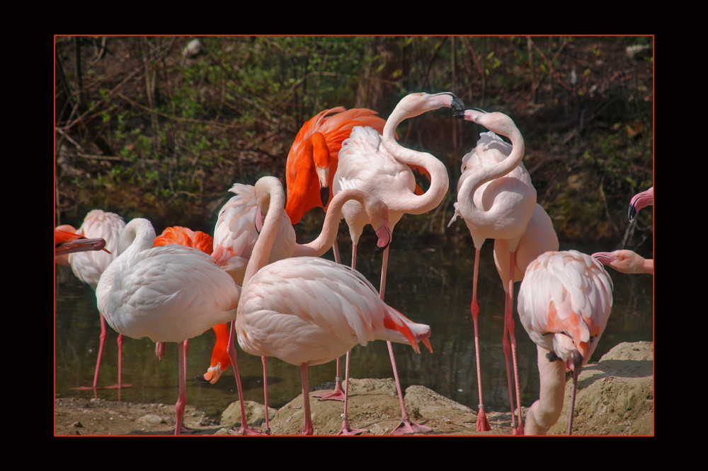 Flamingos im Münchner Zoo