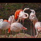 Flamingos im Münchner Zoo