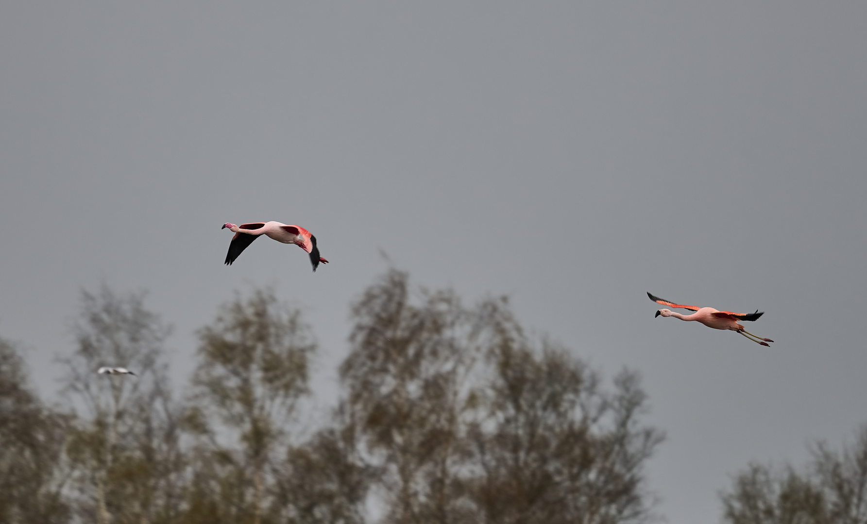 Flamingos im Münsterland