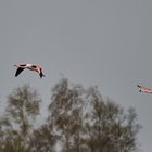 Flamingos im Münsterland