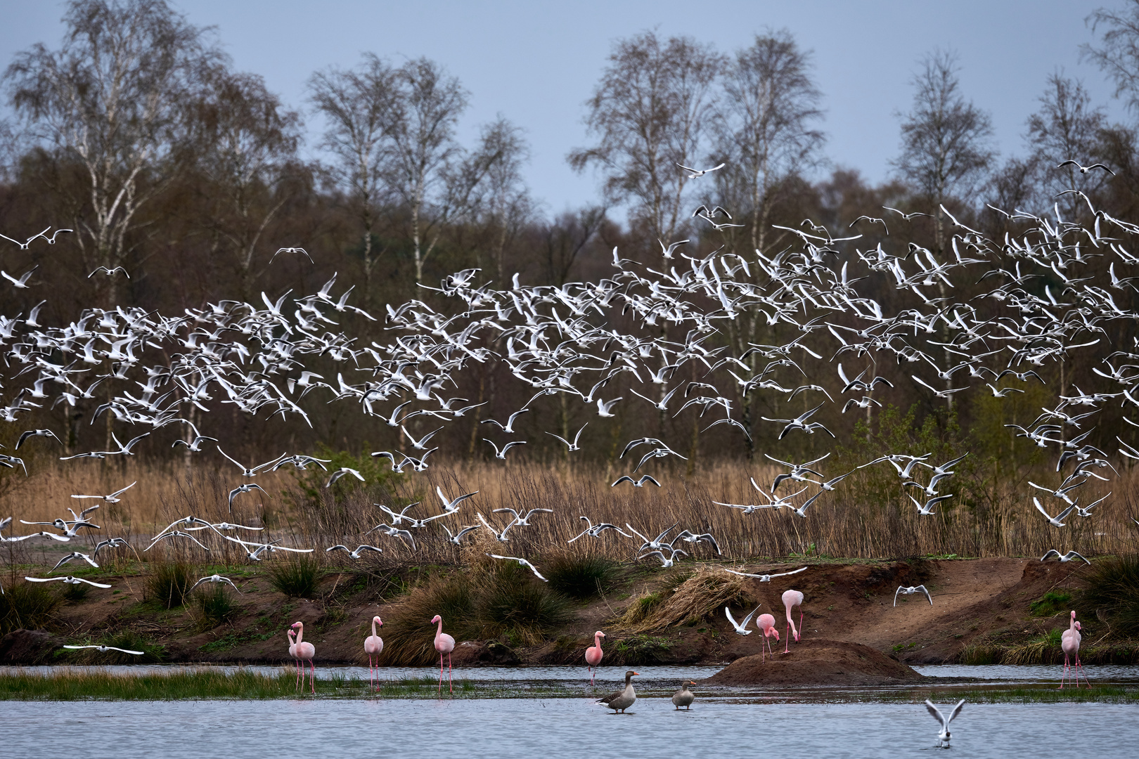 Flamingos im Münsterland 2