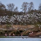 Flamingos im Münsterland 2