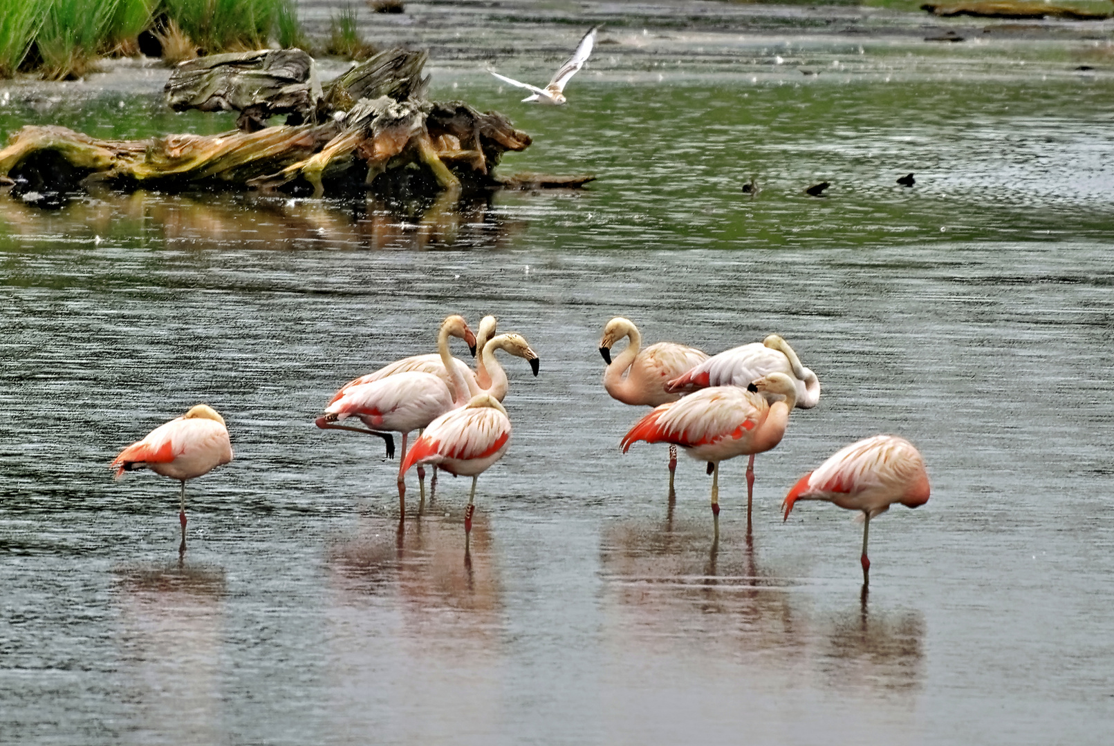 Flamingos im Münsterland