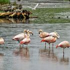 Flamingos im Münsterland