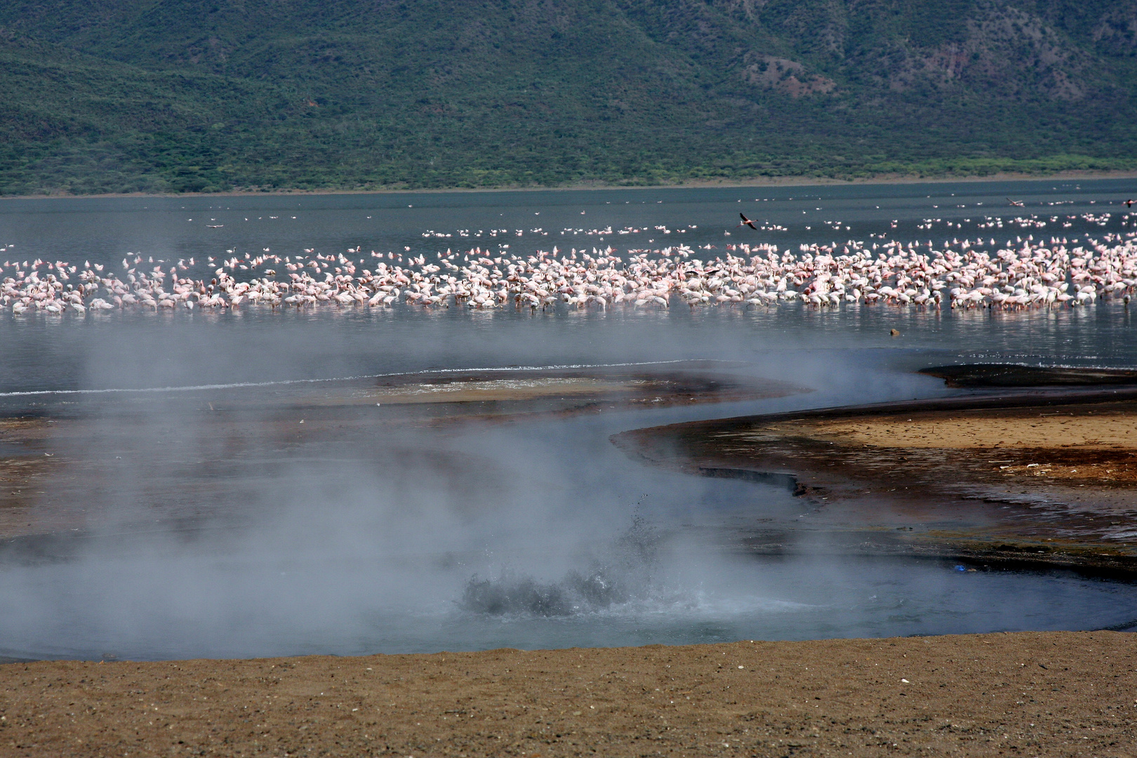 Flamingos im Nakurusee