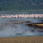 Flamingos im Nakurusee