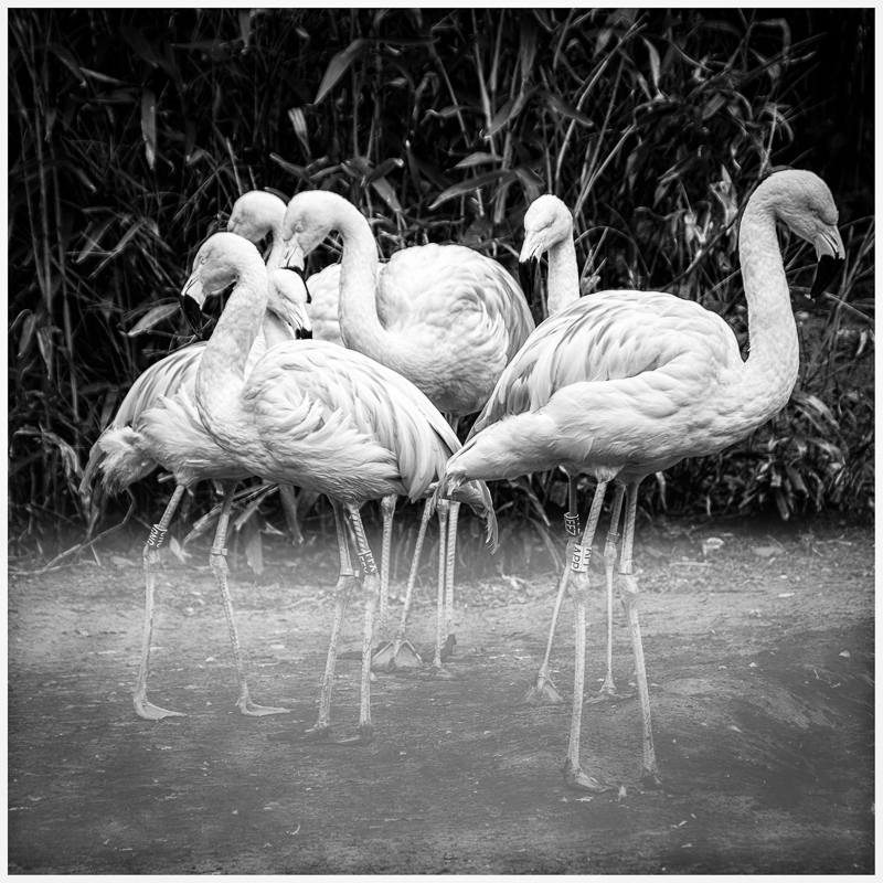 Flamingos im Nebel