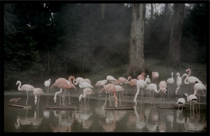 Flamingos im Nebel