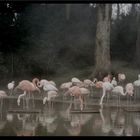 Flamingos im Nebel