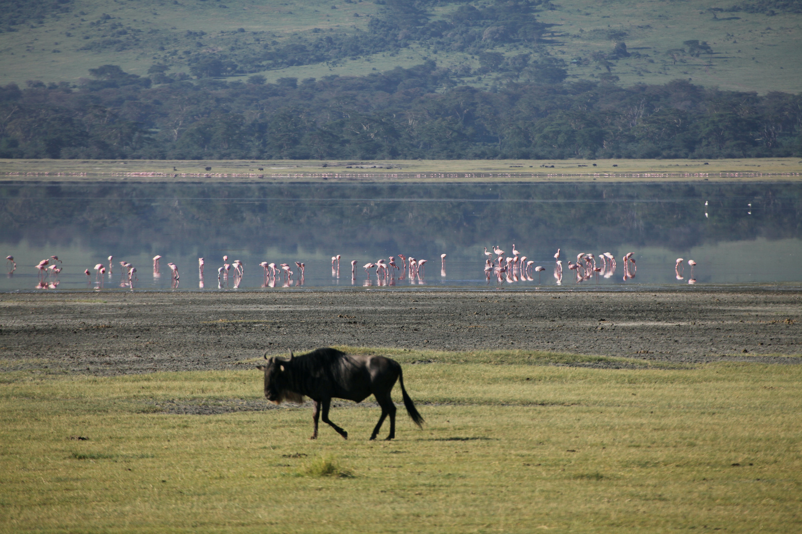 Flamingos im Ngorongoro