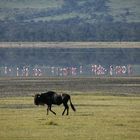 Flamingos im Ngorongoro