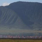 Flamingos im Ngorongoro_1