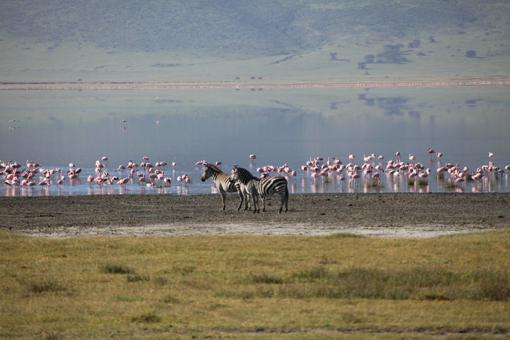 Flamingos im Ngorongoro_2