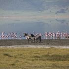 Flamingos im Ngorongoro_2