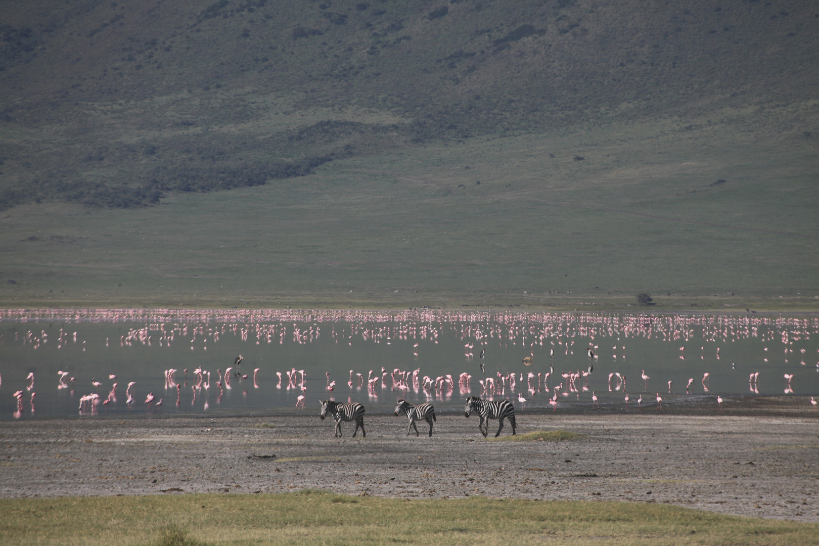 Flamingos im Ngorongoro_3
