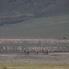 Flamingos im Ngorongoro_3