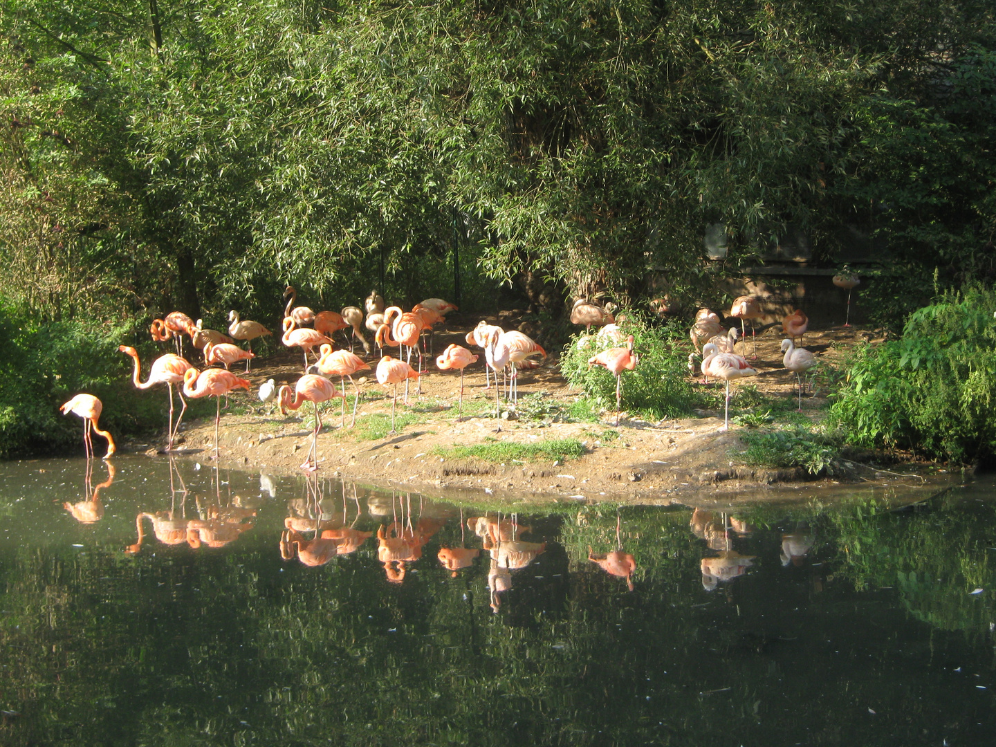 Flamingos im Nürnberger Zoo