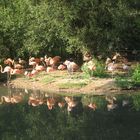 Flamingos im Nürnberger Zoo