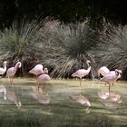 Flamingos im Oasis Park Fuerteventura