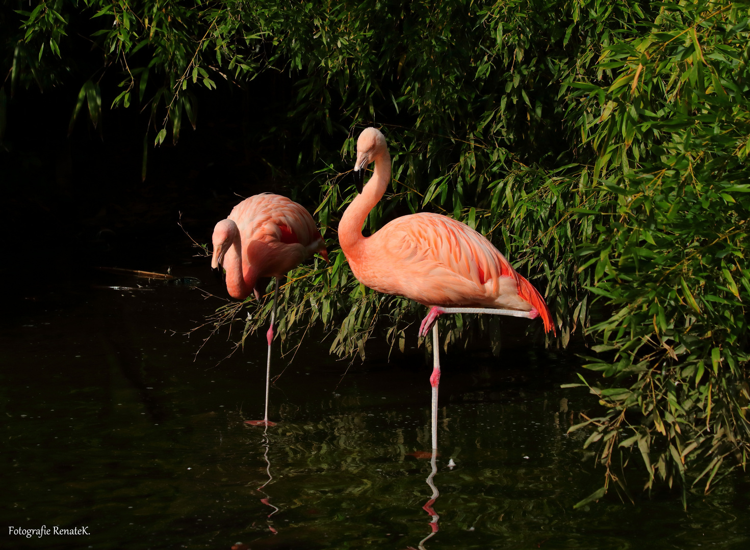 Flamingos im Osnabrücker Zoo