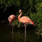 Flamingos im Osnabrücker Zoo