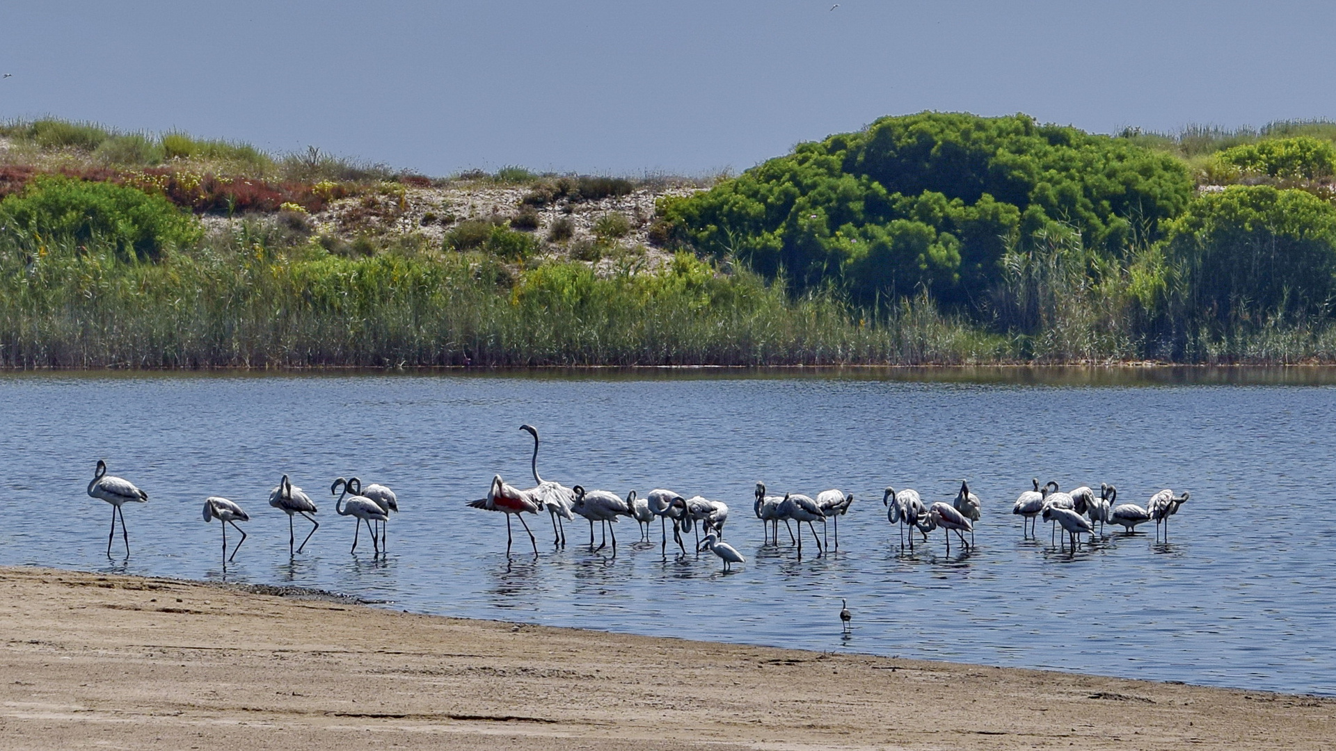Flamingos im Pujol-Teich bei Valencia