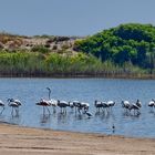 Flamingos im Pujol-Teich bei Valencia