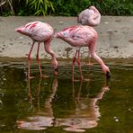 Flamingos im Quadrat (Begegnungen im Zoo, 6)