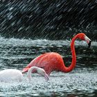 Flamingos im Regen