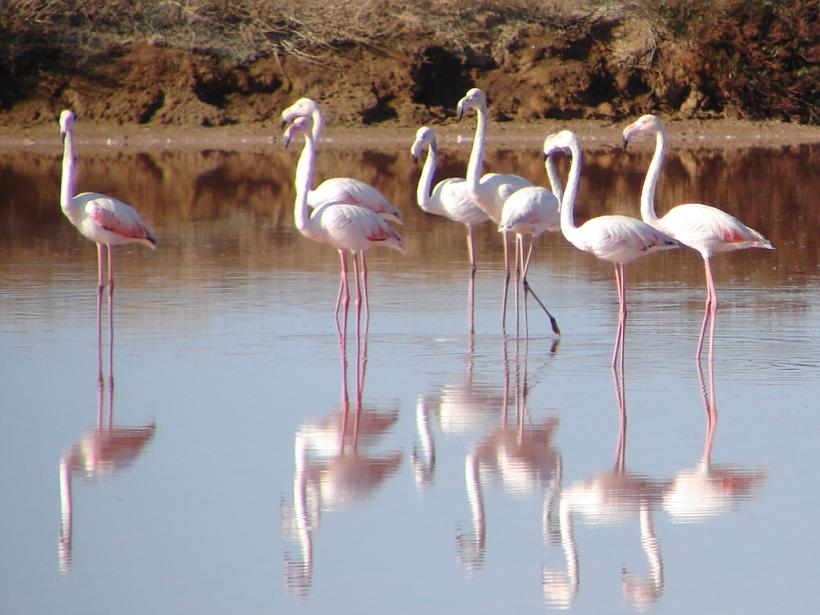 Flamingos im Ria Formosa, Algarve