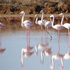 Flamingos im Ria Formosa, Algarve