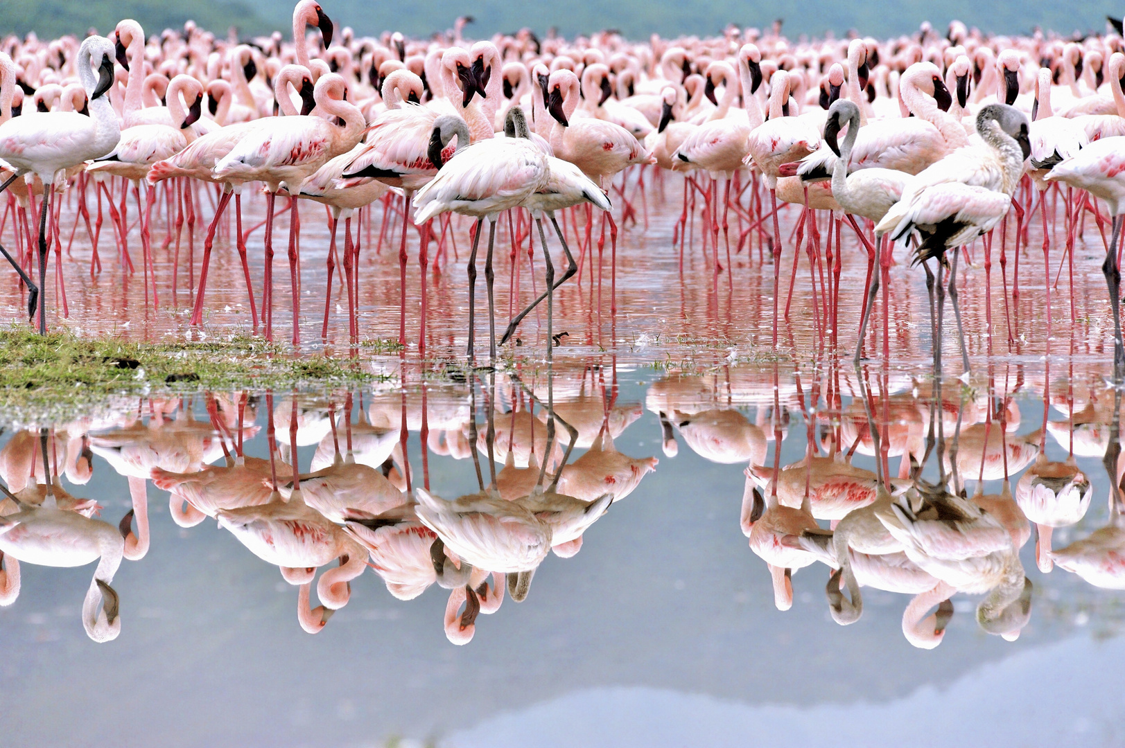 Flamingos im Riftt Valley